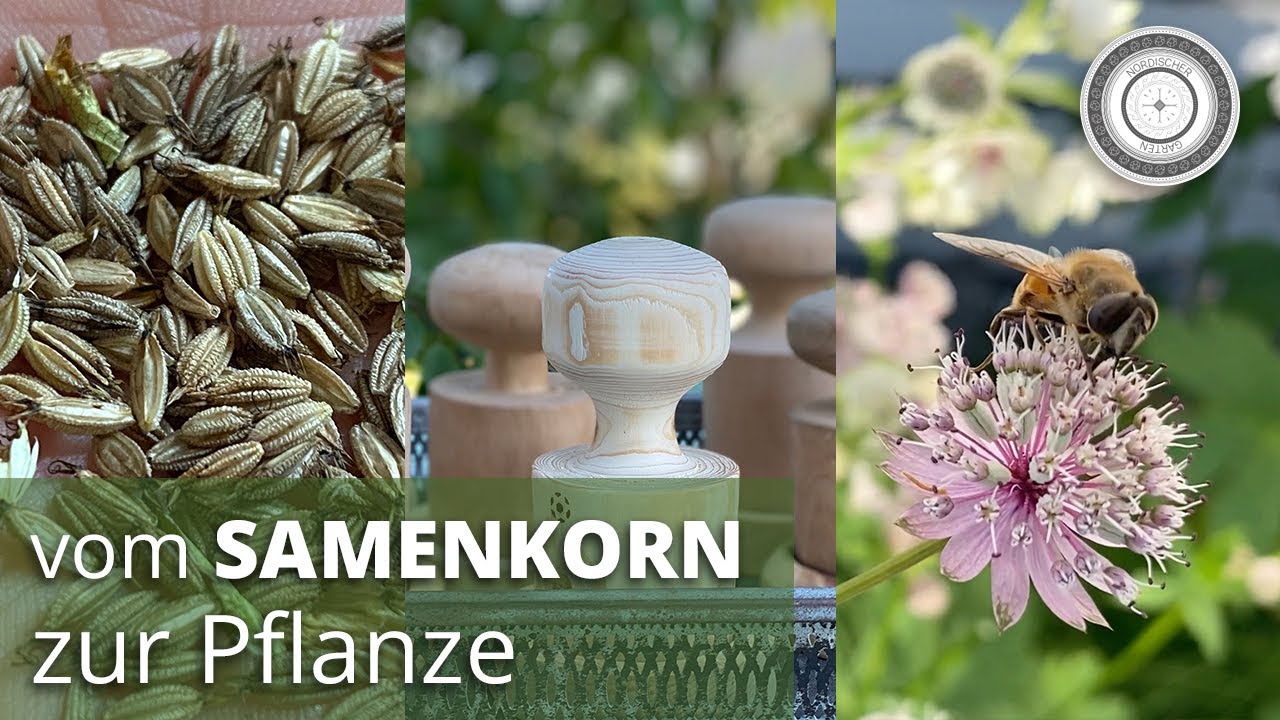 Vom Samenkorn zur fertigen Pflanze - Unterschied Lichtkeimer, Dunkelkeimer