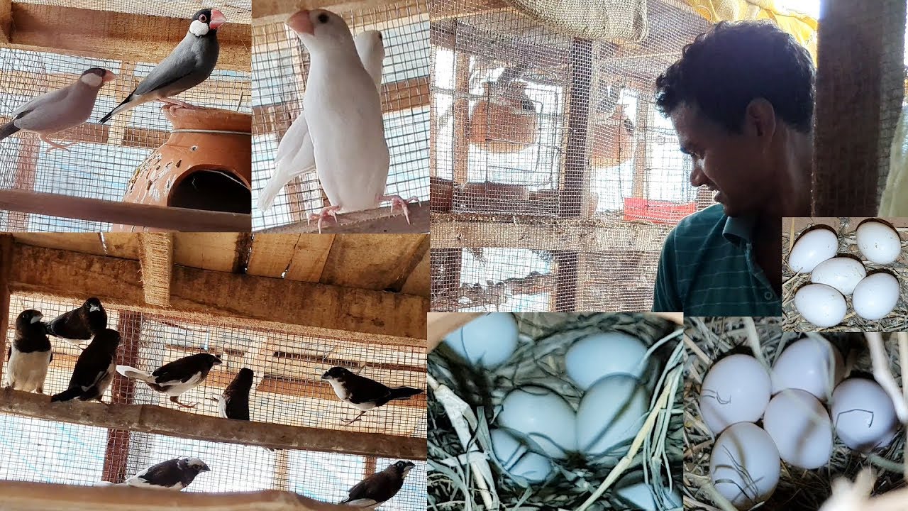 Surprising Java Birds Breeding Result / Bird Breeding Can Be A Profession or Not?