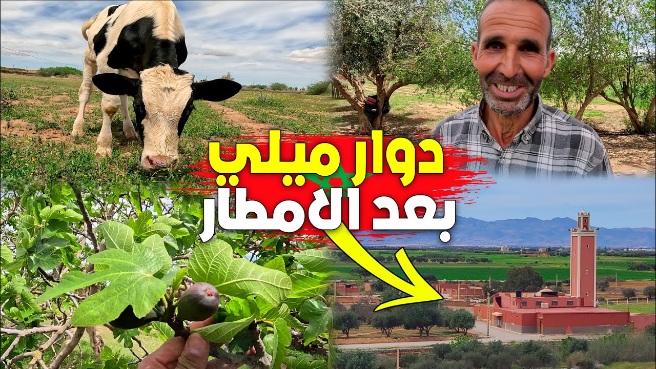 دوار ميلي إقليم بركان تغير كاملا بعد الأمطار، داخل ضيعة فلاحية الأبقار والخرفان ترعى مع إبتسامة فلاح