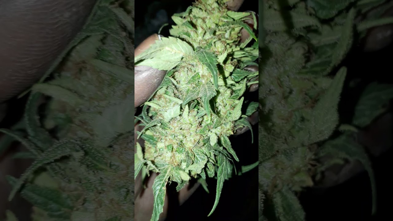 One bud ..indoor harvest super lemon haze
