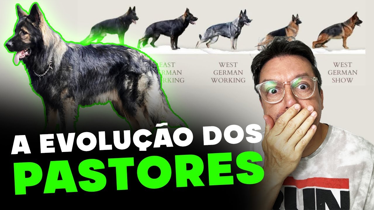 CONHECE O PASTOR ALEMÃO DE LINHAGEM ANTIGA? | CANE CLUB KENNEL