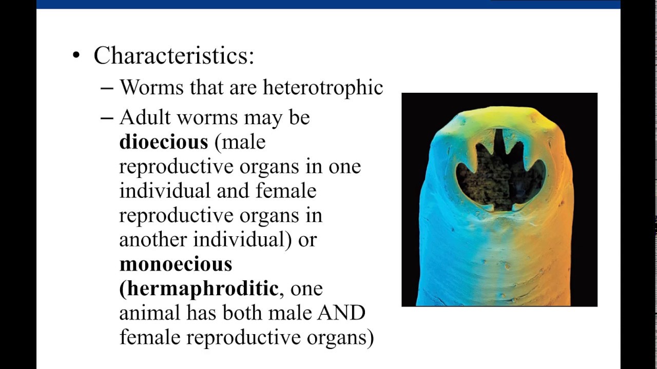 Lab 12-4: Parasitic Helminths