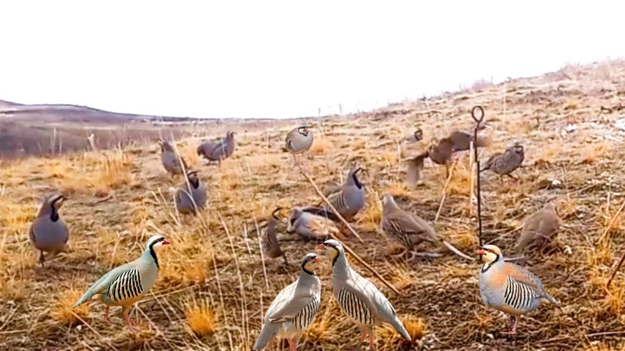 Traditional Bird Trap | Learning From Nature#birdtrap