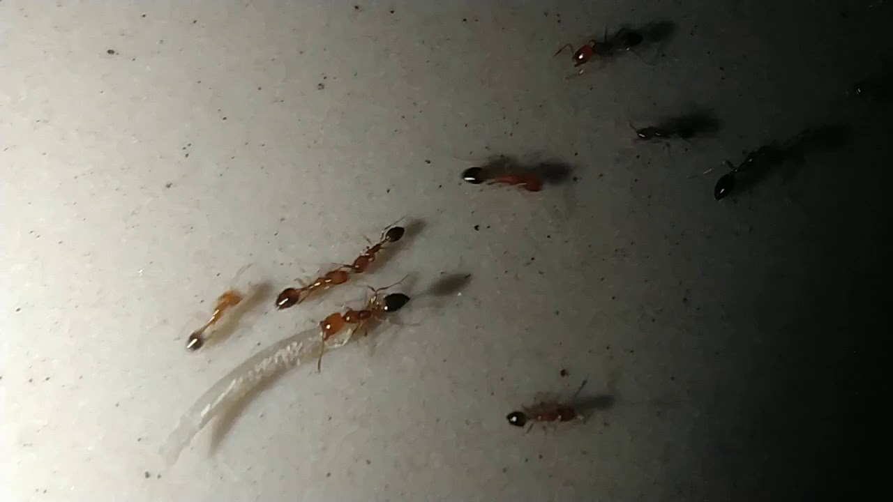 Redmi Note 8 Macro Lens Test