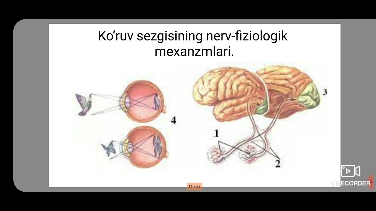 Fan: umumiy psixologiya. O'qituvchi: Hotamova Dildora. Mavzu: Bilish jarayoni: Sezgi