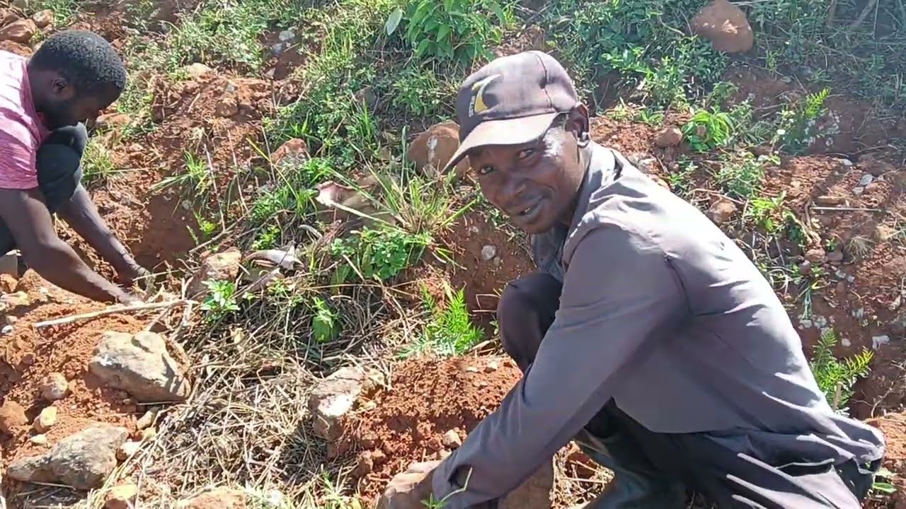 From the Farm | Planting 10,000 Trees| Fruit & Tree Farming in Kenya | Agroforestry | PART 6