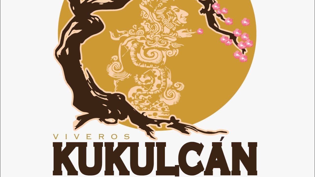 Acodos de Sakura cerezo japonés, Zelkova Serrata , olivo y Arce japonés Palmatum