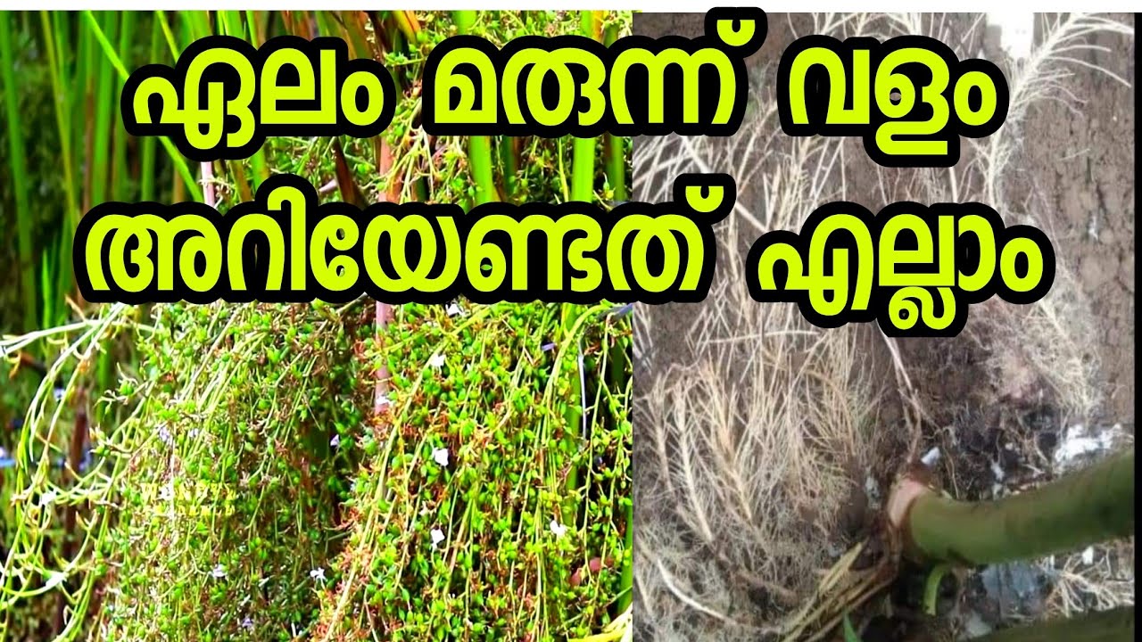 കാണിപ്പറമ്പൻ ഏലംകൃഷി ലാഭകരമാക്കിയ കർഷകൻ  മരുന്ന് വളം #kaniparamban  #cardamom farming malayalam