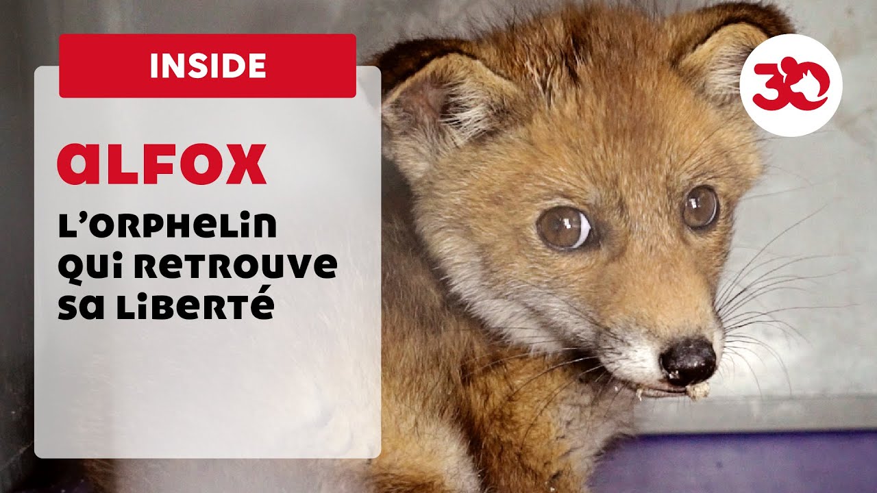 Alfox, l'orphelin qui retrouve la liberté