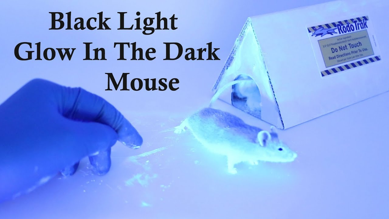 CSI Mouse -  Using Black Lights & The Rodent Tracker To Identify Access Holes. Mousetrap Monday
