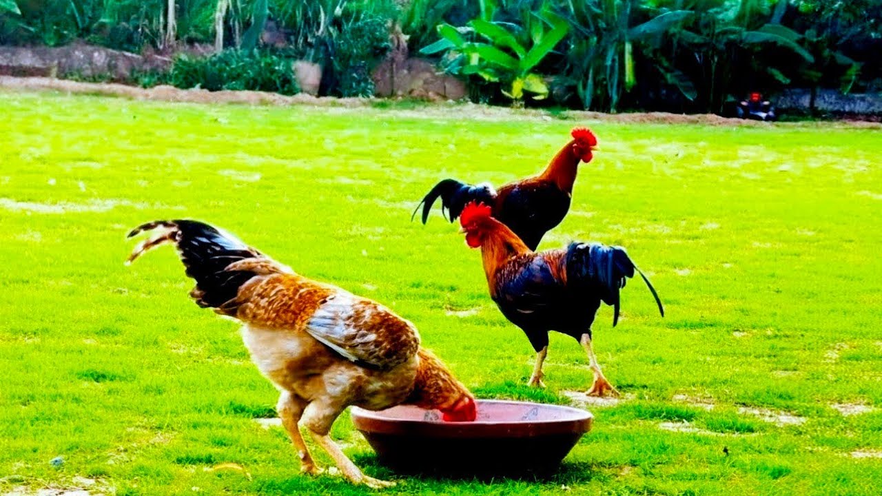 Preparing Organic Food for My Birds 🪿🐦🐓🕊️🐔 slow living organic living in Pakistan @Ferri-Land7