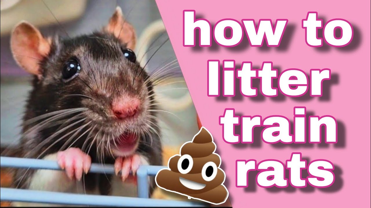 Как приучить домашних крыс ходить в туалет 🐁 💩