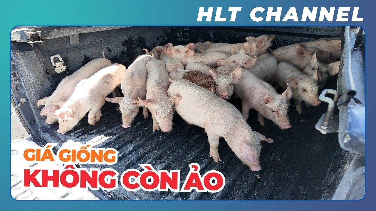Gi&aacute; Giống KH&Ocirc;NG C&Ograve;N ẢO - Người N&ocirc;ng D&acirc;n Đ&atilde; Tỉnh T&aacute;o Hơn Trong Chăn Nu&ocirc;i