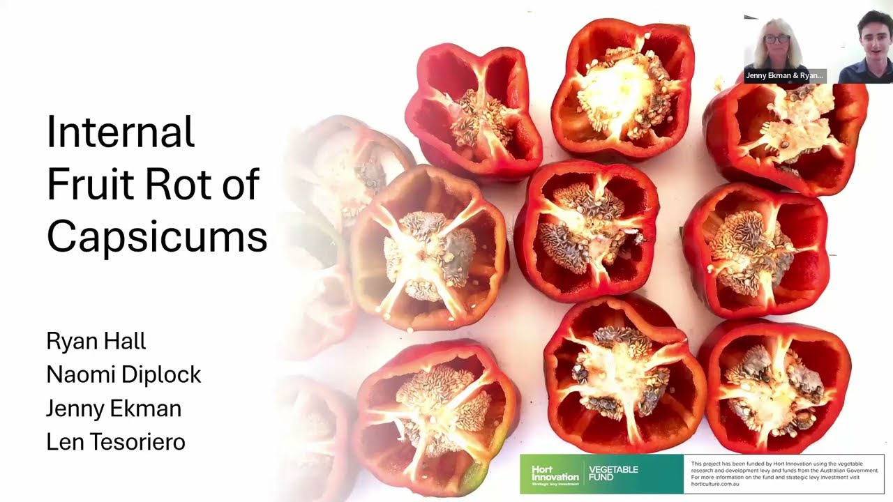 VG17012 Internal Fruit Rot of Capsicum project summary webinar