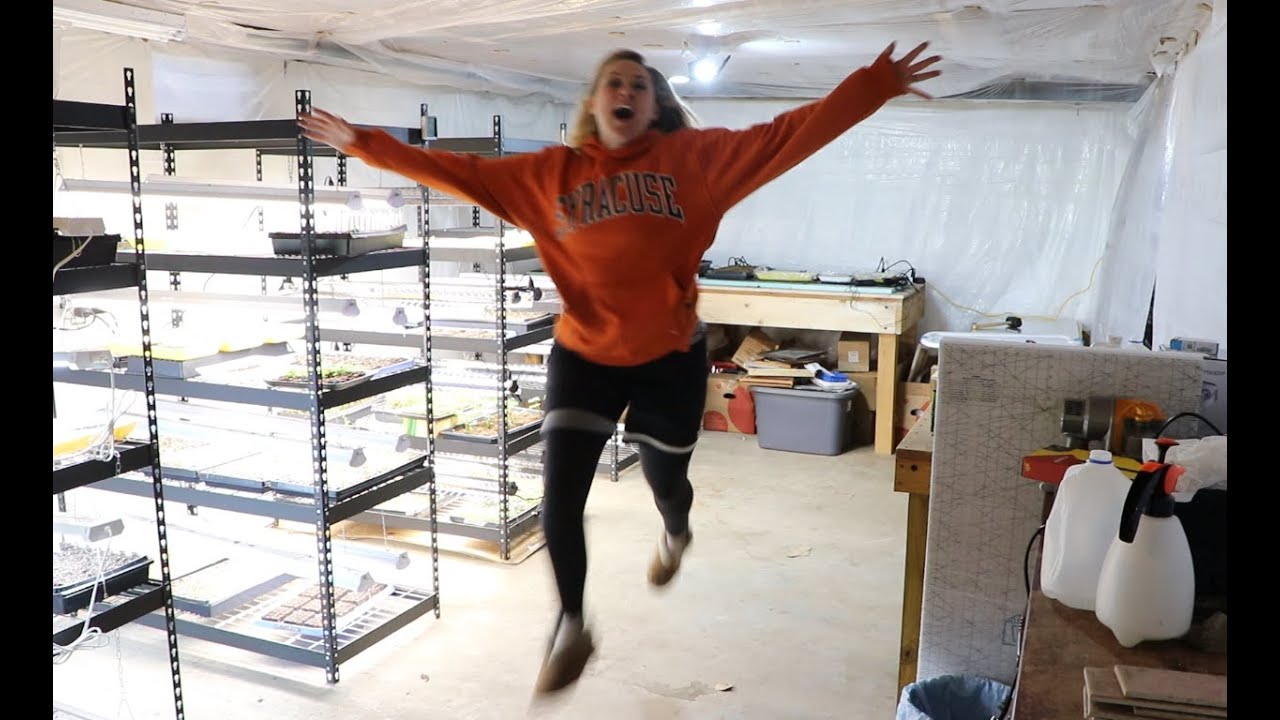 Transforming My Basement into a Grow Room for My Flower Farm : Thrip Update:  Flower Hill Farm