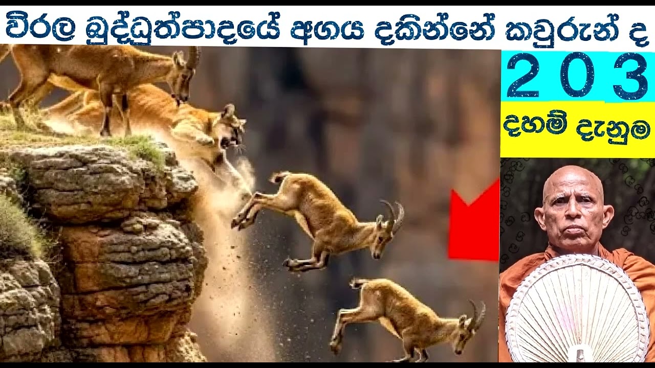 203    දහම් දැනුම    සංසාරේ භය දකින්නෝම ඉතාම විරළ බුද්ධුත්පාදයේ අගය දකිති. අන් අය නොවේ.