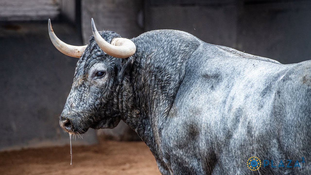 Sorteados los toros de Victorino Martín