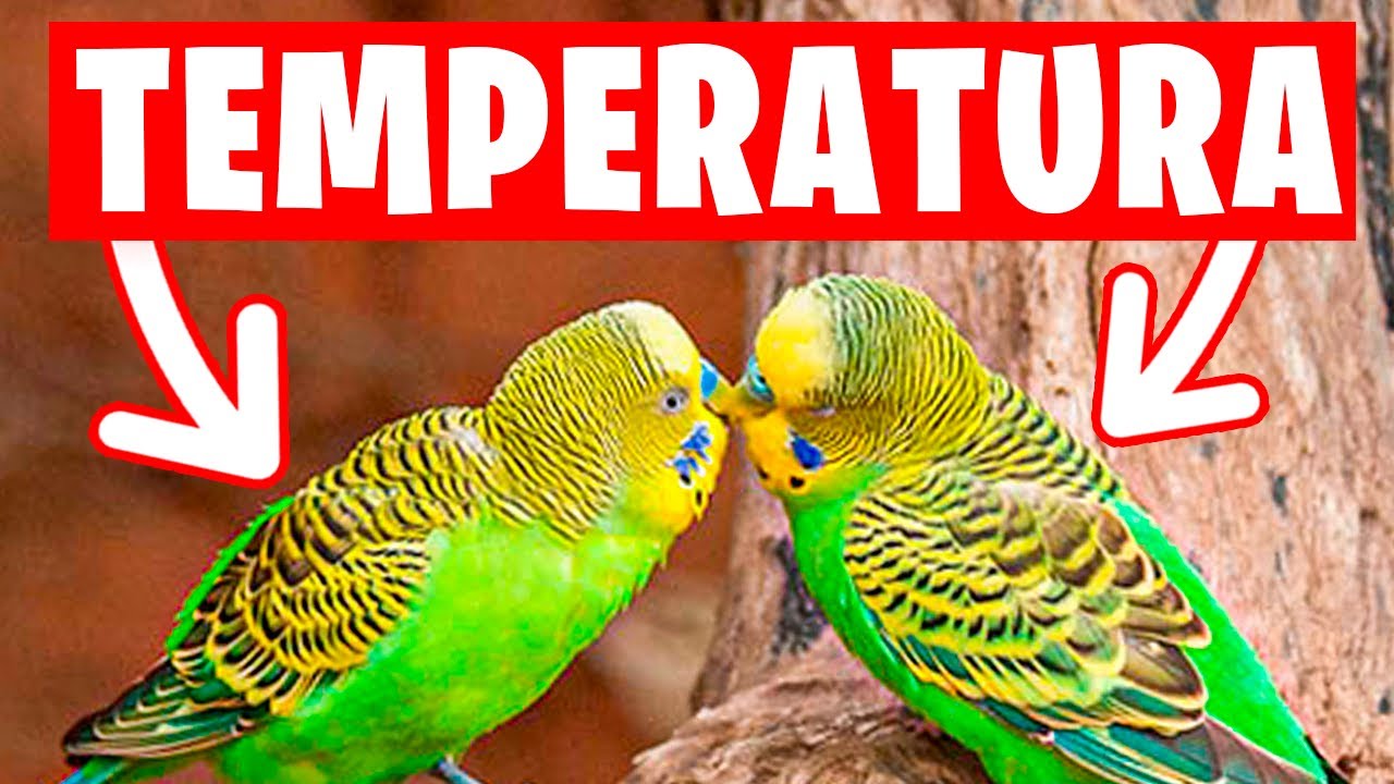 ¿QUE TEMPERATURA SOPORTAN LOS PERIQUITOS?