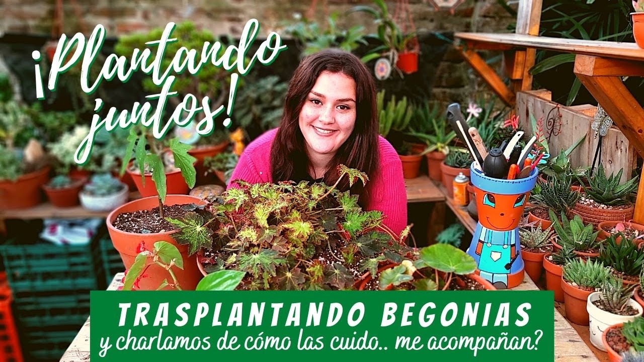 Trasplantando Begonias