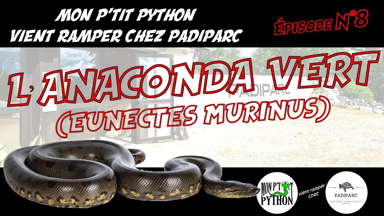 L' ANACONDA VERT (EUNECTES MURINUS)