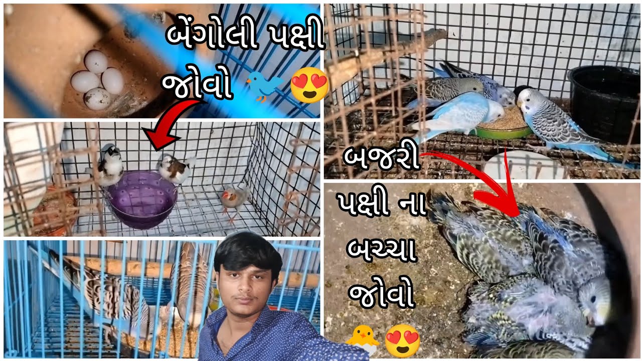 બેંગોલી પક્ષી જોવો🐦😍બજરી પક્ષી ના બચ્ચા જોવો🐣😍@birdsdmpets6516 @BirdpetsDmvolg #dailyvlog #birds 