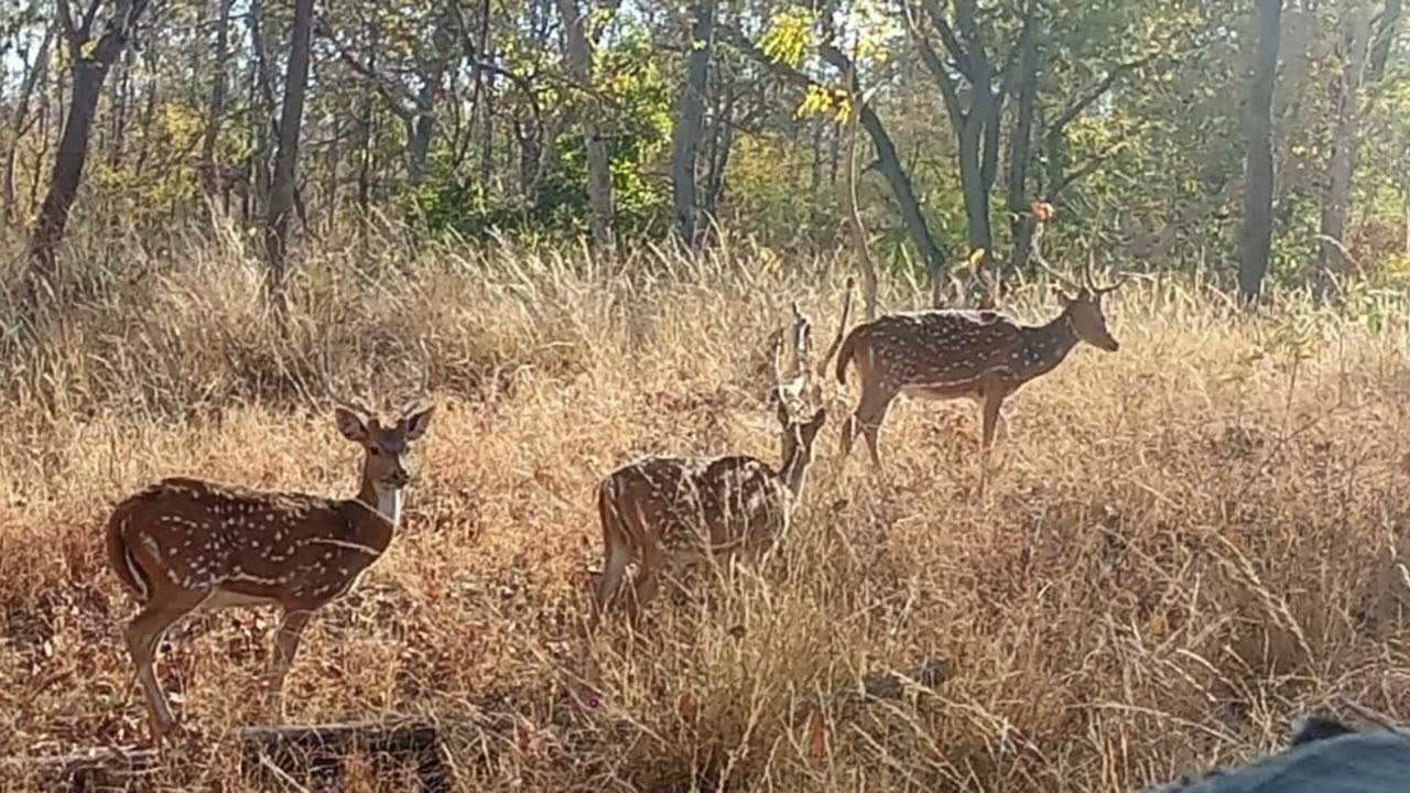 Pench National Park Visit Under Environment Education Programme EEP