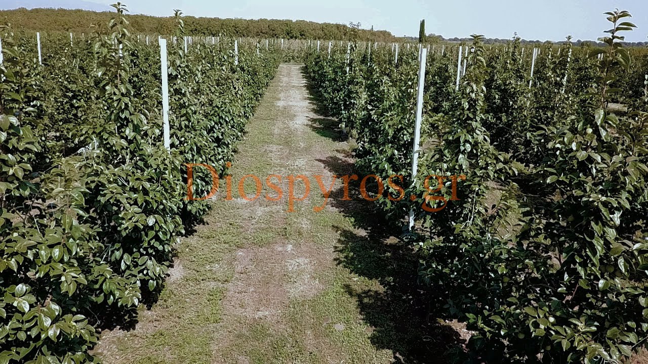 Rojo Brillante Diospyros kaki persimmon trees - farm in Greece Καλλιέργεια λωτού σε παλμέτα Drone