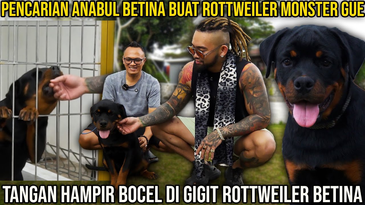PENCARIAN ANABUL BETINA BUAT ROTTWEILER MONSTER GUE. TANGAN HAMPIR BOCEL DI GIGIT ROTTWEILER BETINA.