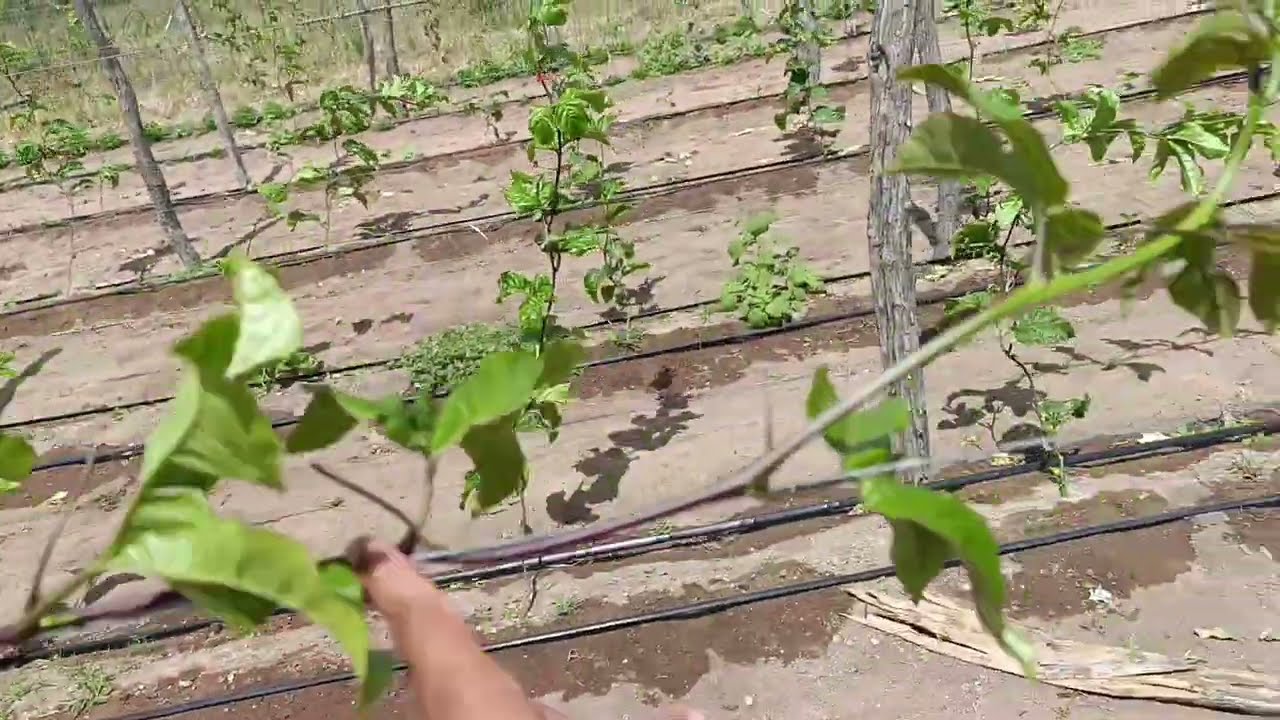 Maracujá [ Produção intensiva 