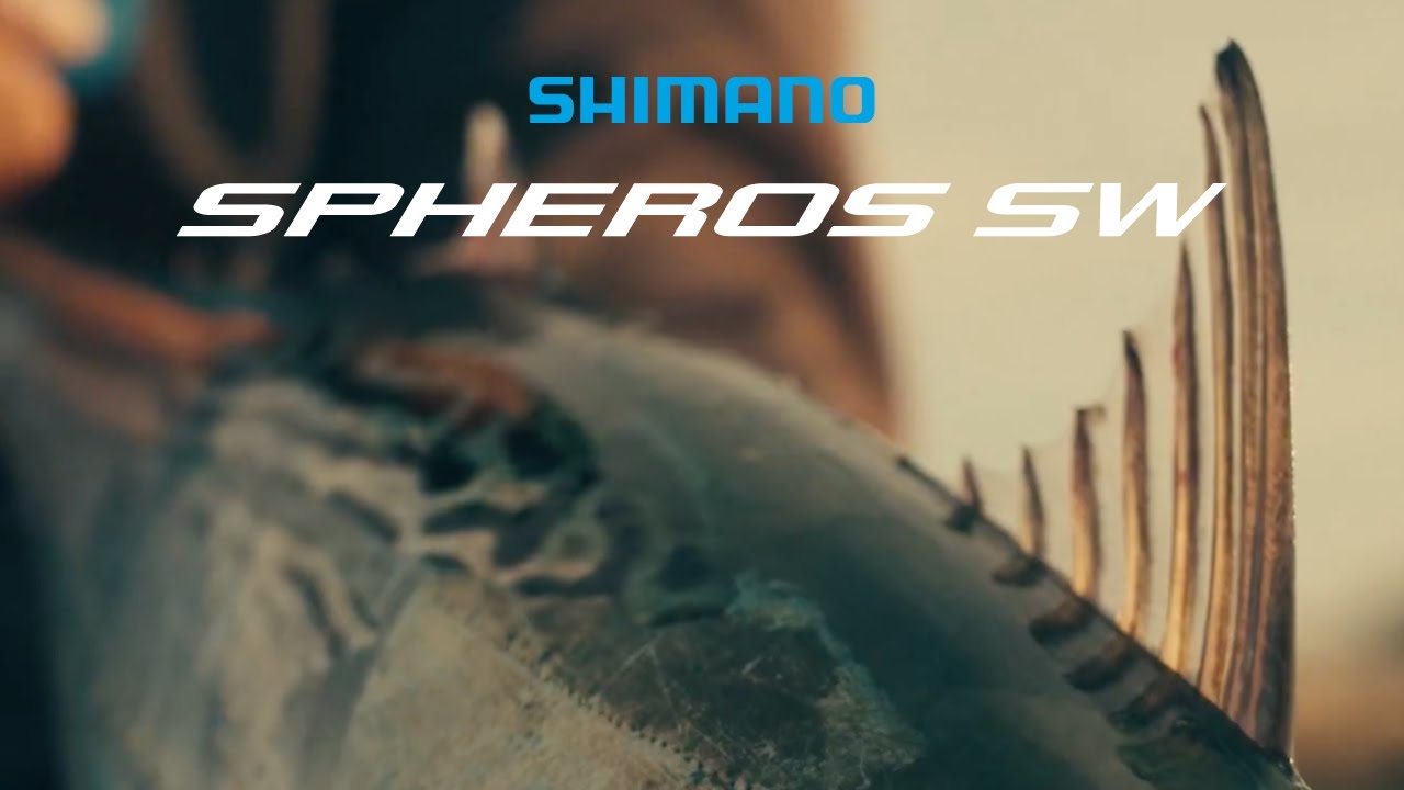 The Addiction: Early Morning Albie Fishing | Shimano Spheros SW A
