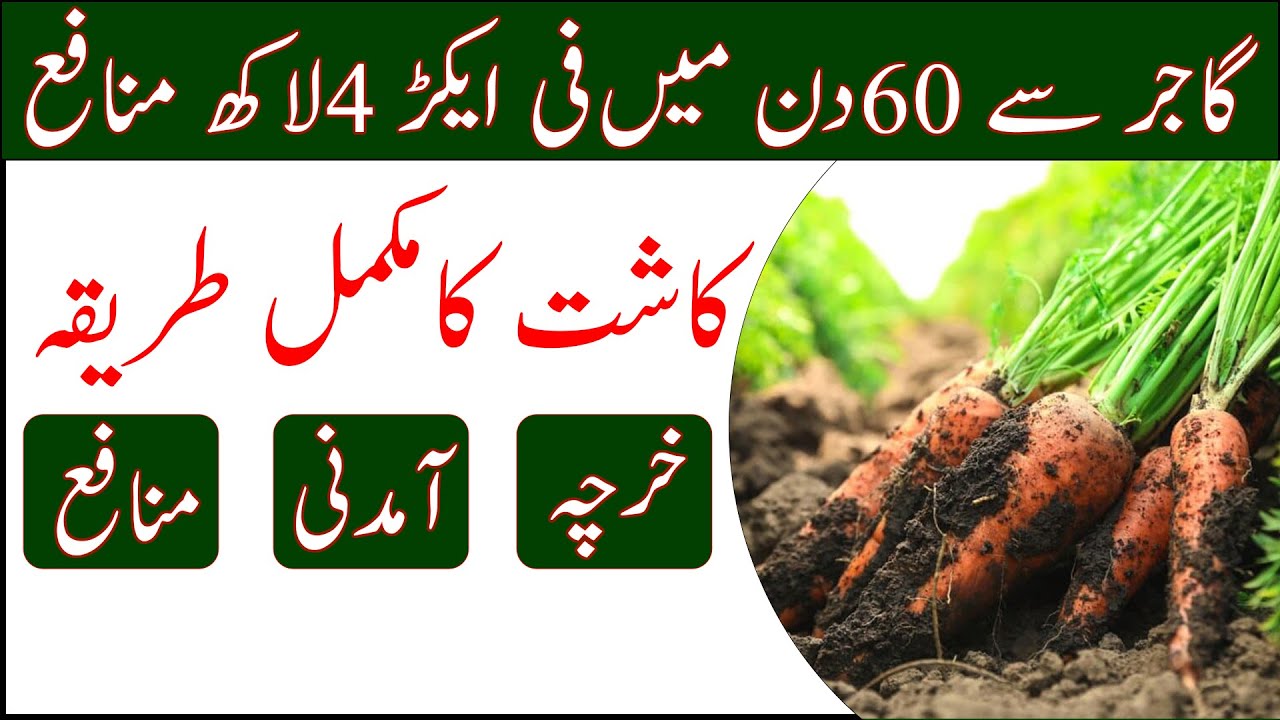 Carrot growing tips|carrot farming tips|carrot farming in pakistan |carrot growing|گاجر کی کاشت