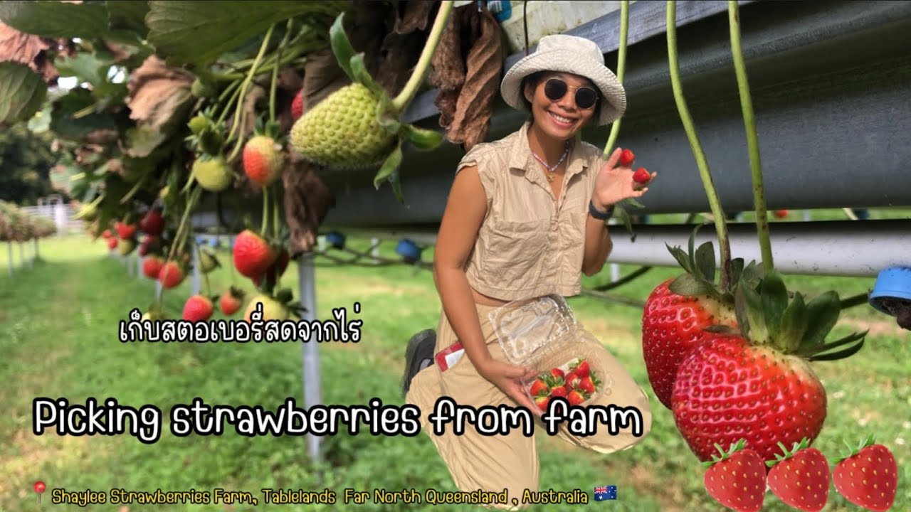 Picking strawberries 🍓🍓🍓in Far North Queensland, Australia 🇦🇺