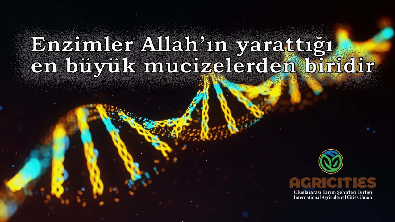 Enzim nedir?