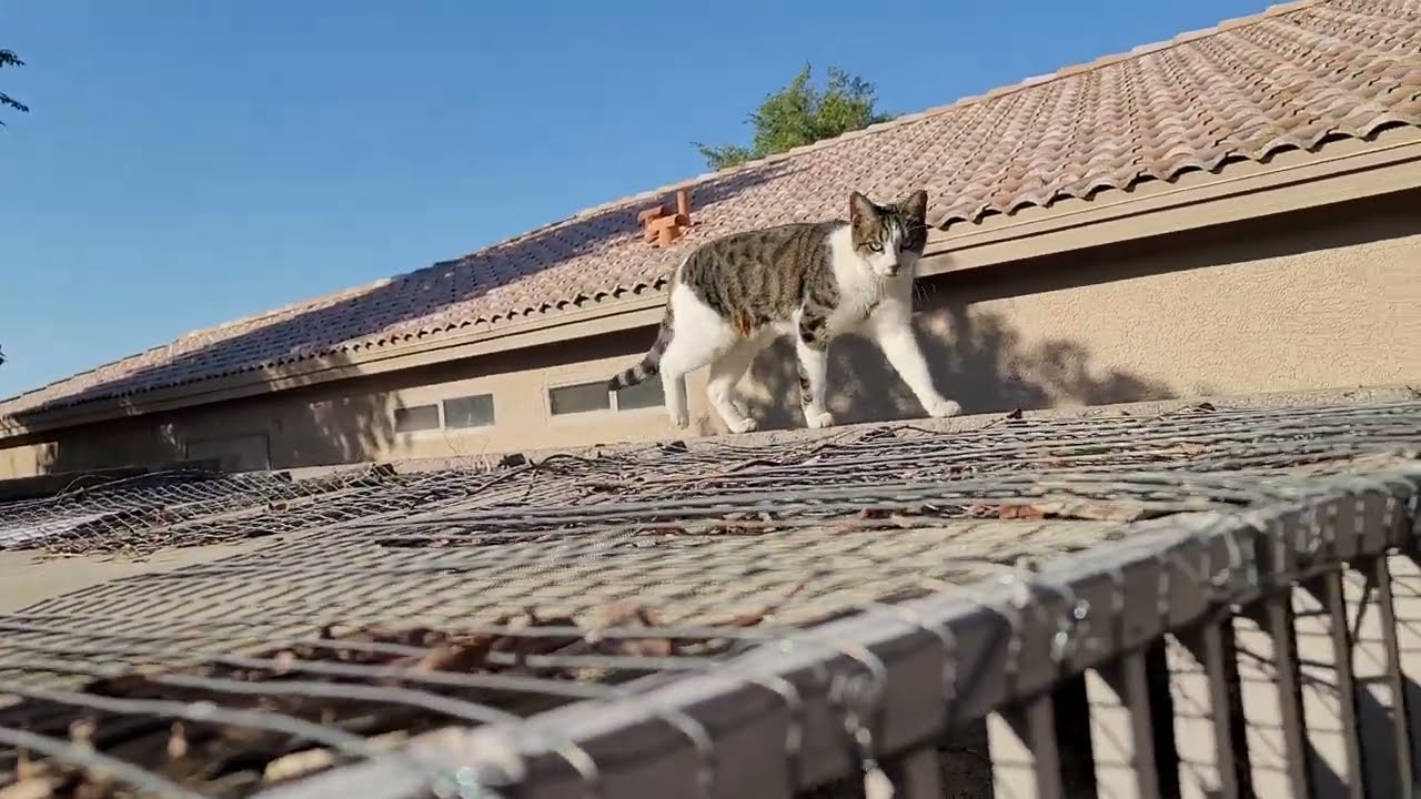 Calypso the Escape Artist