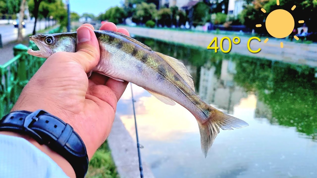 Zeci de Pești in 3 ore: Pescuit la Spinning pe Dambovita!🎣