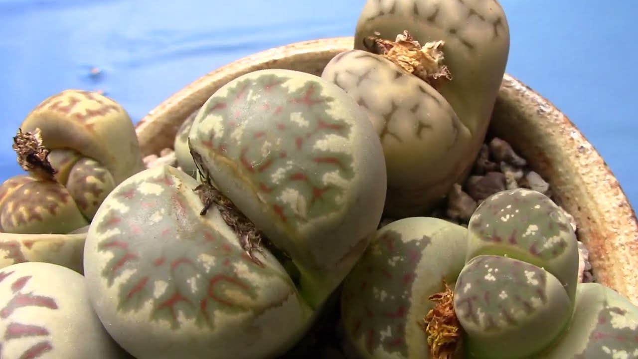 San Diego Cactus & Succulent Society Winter Show 2023 Pt. 2/4