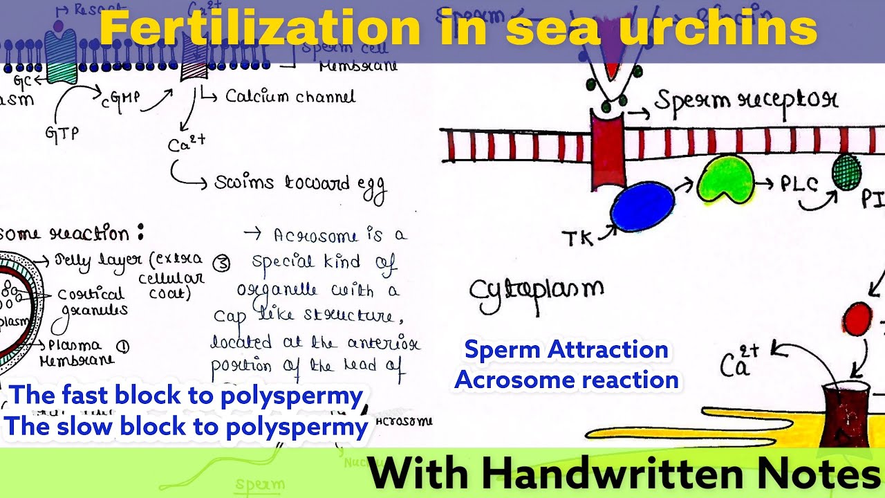 Fertilization in Sea urchins | External fertilization | Full lecture | Developmental Biology | Notes