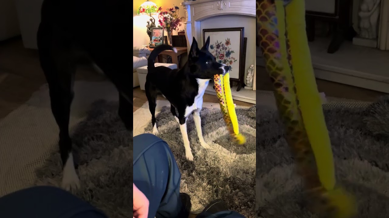 Barney the Tv border collie likes to see the bears catching salmon