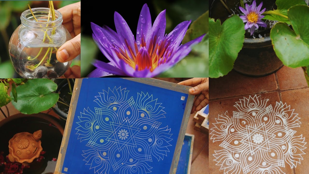 కలువ మొక్క ఇంట్లోనే ఇలా🌷| Rangoli Stencils |వర్షం పడుతున్న ఒక సాయంత్రం నా పనులు