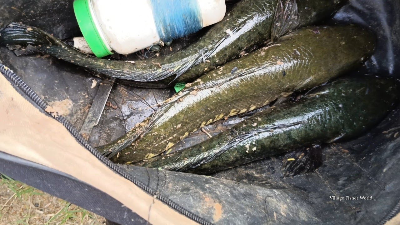 how to catch the murrel  fish 🐬 | snakehead murrel fish catching tamil