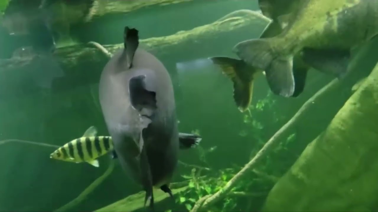 NY Aquarium Visit full  VLOG🐠🐟🐋🐙🪼🪸🐚🐡🦈.......  Yukids Day with Nemo and Dory