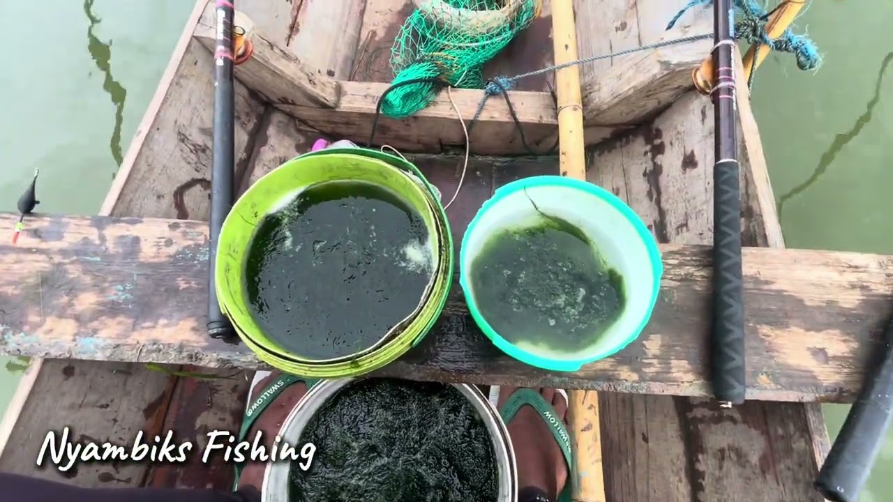 Rawapening Terbaru 