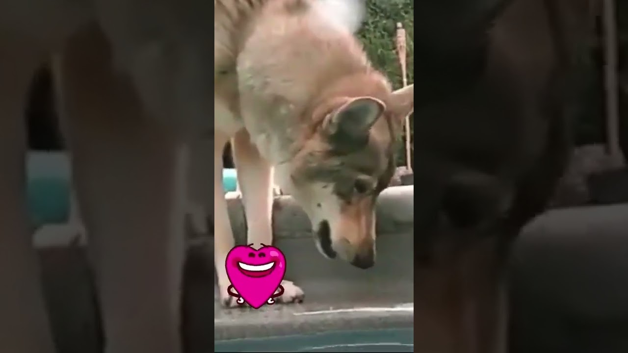 Waterwolf my feet are wet🐺🐺