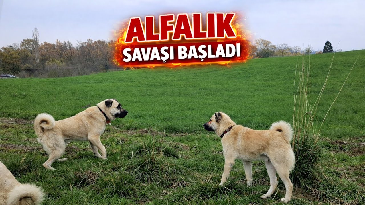 ERKEK KÖPEKLERİM BİRBİRİNE LİDERLİK BASKISI KURUYOR SİZCE HAK EDEN KİM ! - KALAN YAVRU 5