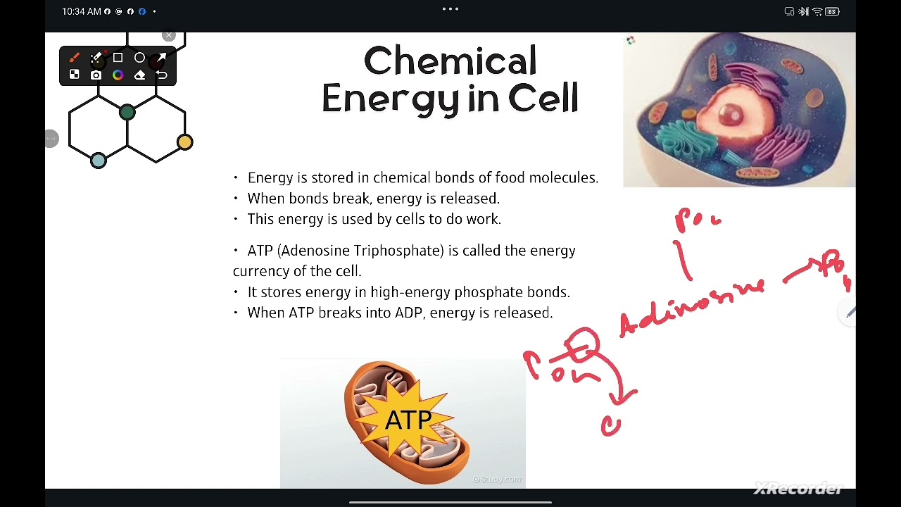 @HR_Academy-SA Introduction to Bioenergetics Grade 9 biology (English & Urdu)