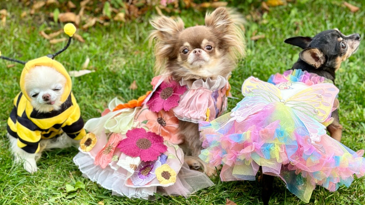 Maya meets @LouTheChichi  A #CedLou Halloween vlog