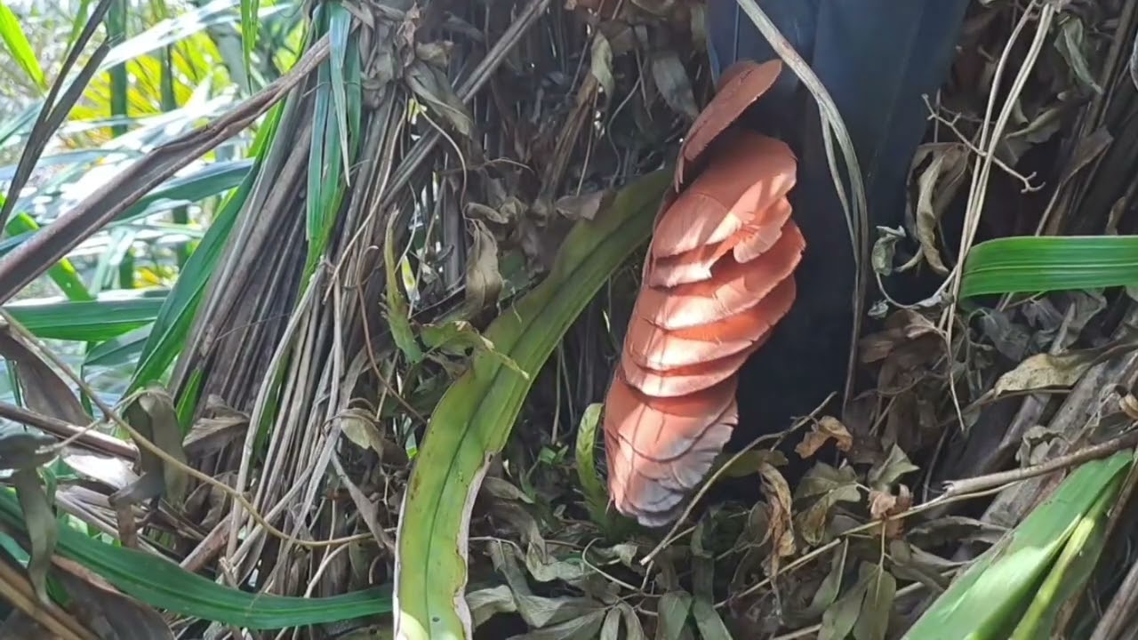belum lama anak bubut menetas tonton sampai tuntas