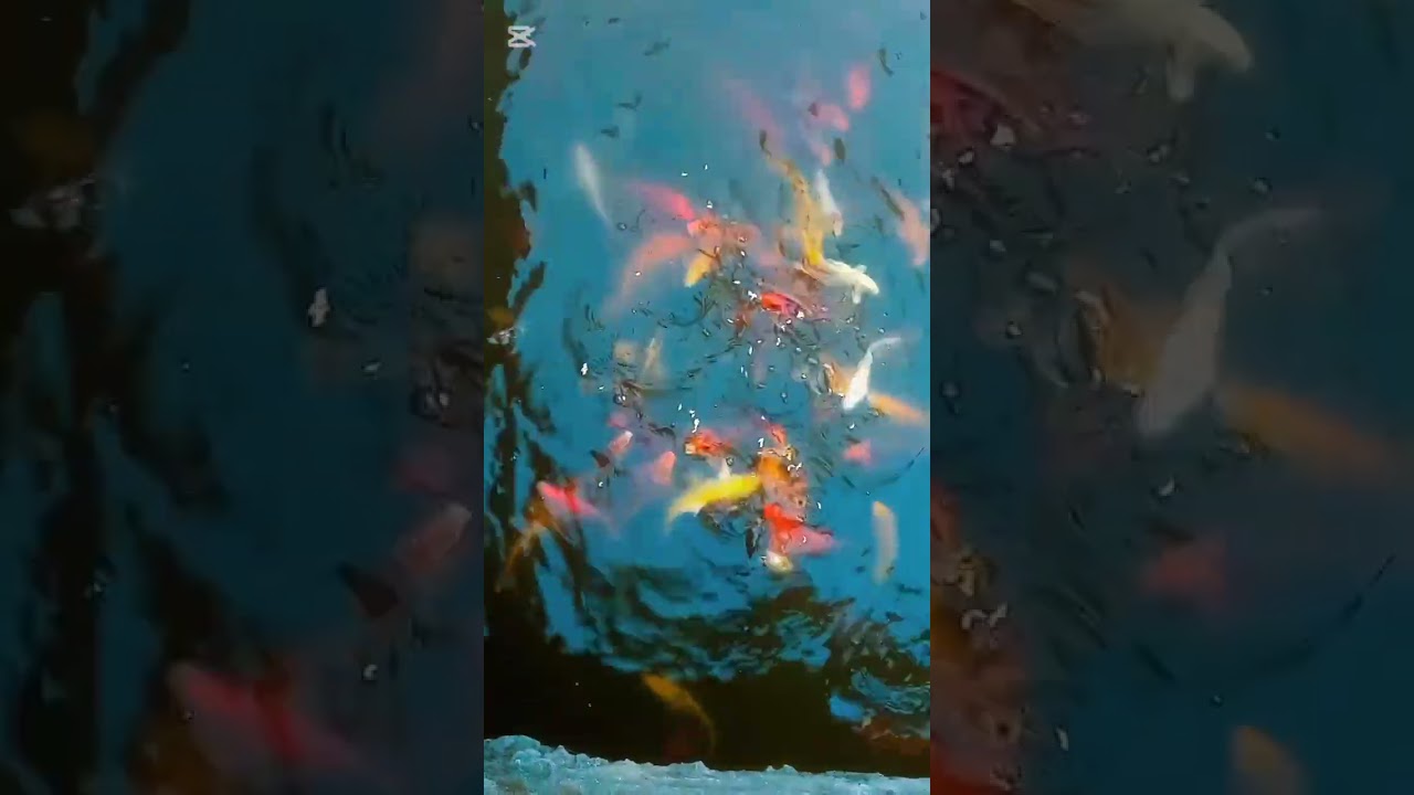 My Betta Fish in Motion#BettaFish  #ColorfulFish #BettaBeauty #PetFish #FishLover #PeacefulVibes
