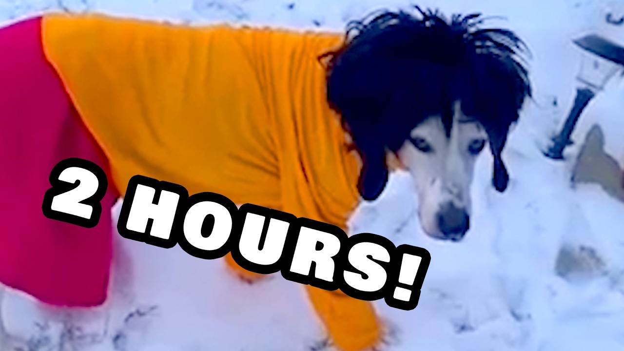 2 HOURS OF CUTE AND FUNNY PETS AND ANIMALS | NEW 2024