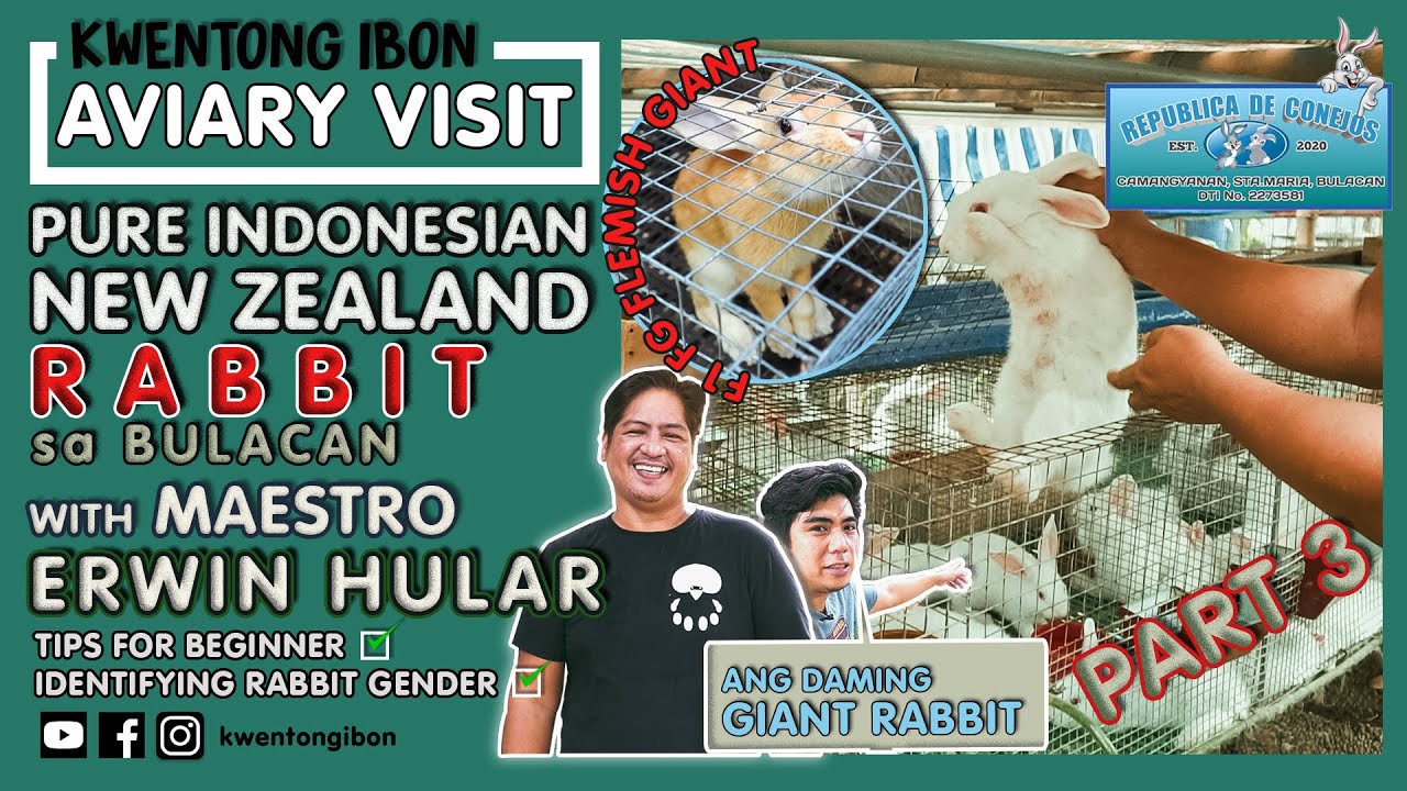 MGA EXPENSIVE AT GIANT RABBIT SA BULACAN | RABBIT FARM VISIT SA REPUBLICA DE CONEJOS W/ ERWIN HULAR